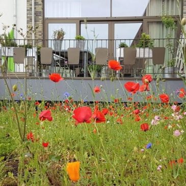 Groendak en geveltuin, onze bijdrage aan klimaatbestendigheid